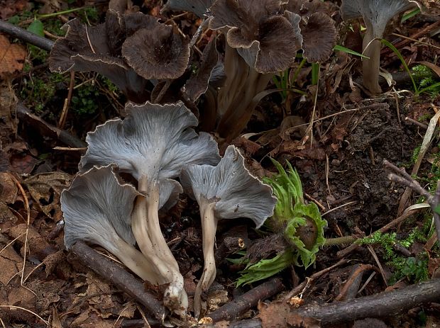 palievik kučeravý Pseudocraterellus undulatus (Pers.) Rauschert