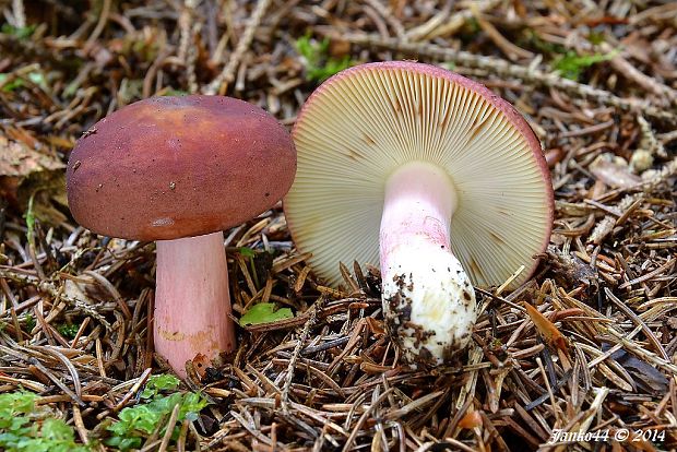 plávka vínovočervená Russula xerampelina (Schaeff.) Fr.