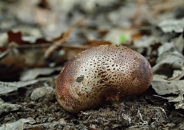 pestrec hnedý Scleroderma fuscum