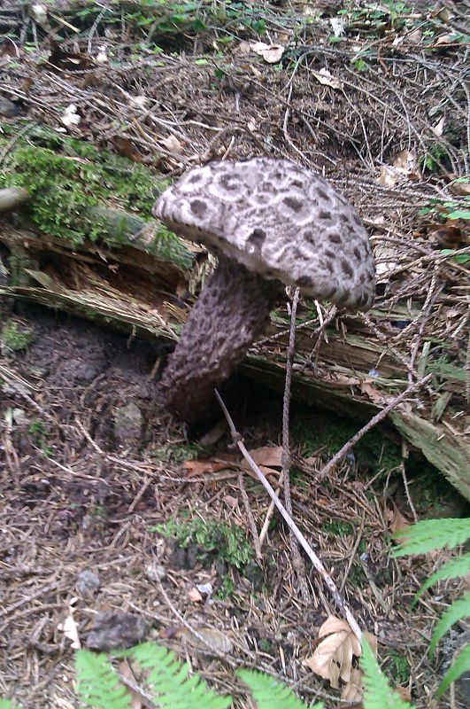 šiškovec šupinatý Strobilomyces strobilaceus (Scop.) Berk.