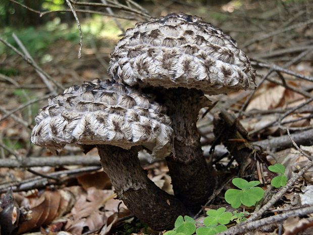 šiškovec šupinatý Strobilomyces strobilaceus (Scop.) Berk.