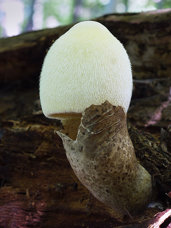 pošvovec stromový Volvariella bombycina (Schaeff.) Singer