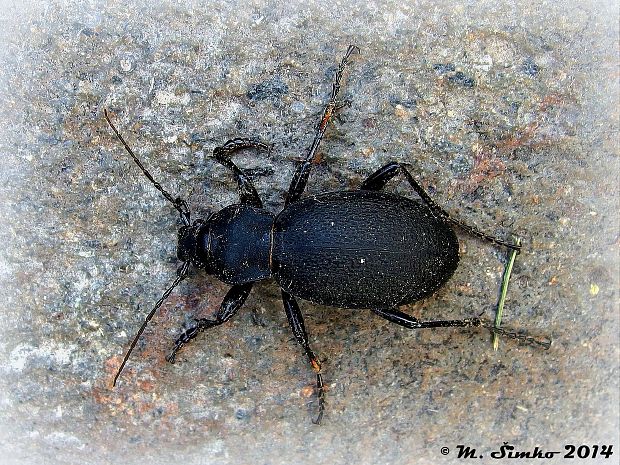 bystruška kožovitá  Carabus coriaceus