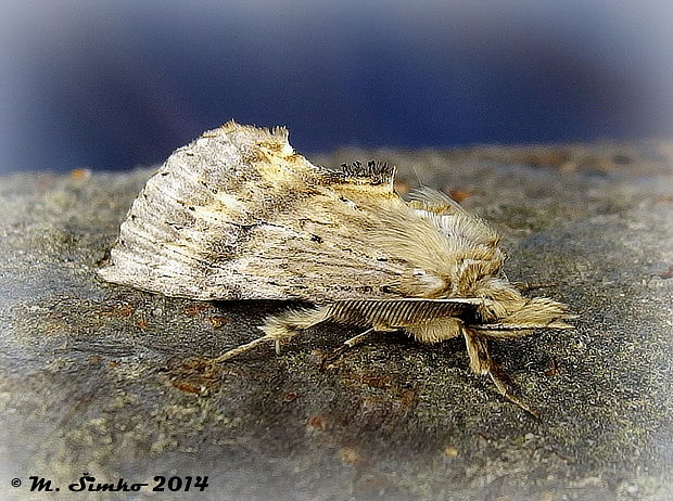 chochlatka dvojzúbková   Pterostoma palpina