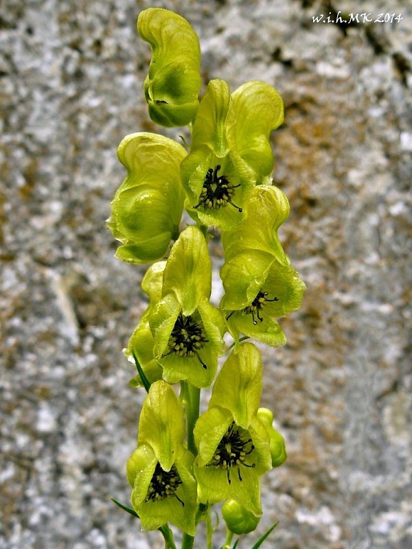 prilbica jedhojová Aconitum anthora L.