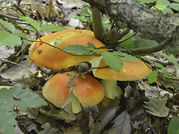 muchotrávka cisárska Amanita caesarea (Scop.) Pers.