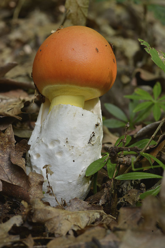 muchotrávka cisárska Amanita caesarea (Scop.) Pers.