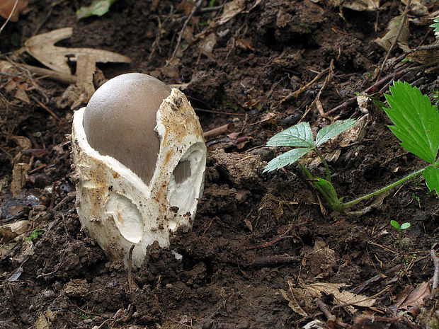 muchotrávka pošvatá Amanita vaginata (Bull.) Lam.