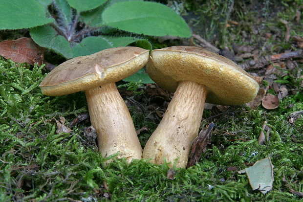 suchohríb moravský Aureoboletus moravicus (Vaček) Klofac