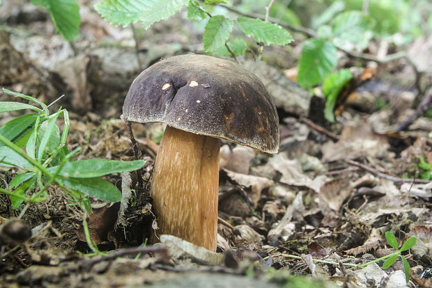 hríb bronzový Boletus aereus Bull. ex Fr.