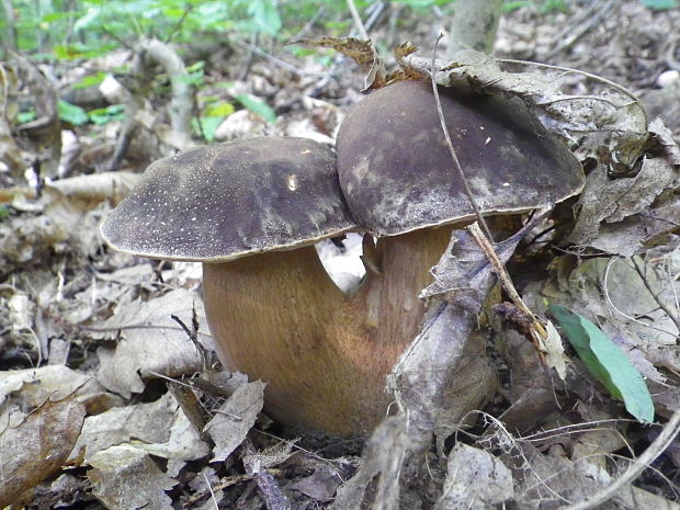 hríb bronzový Boletus aereus Bull. ex Fr.