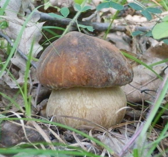 hríb bronzový Boletus aereus Bull. ex Fr.