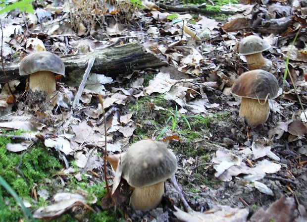 hríb bronzový Boletus aereus Bull. ex Fr.