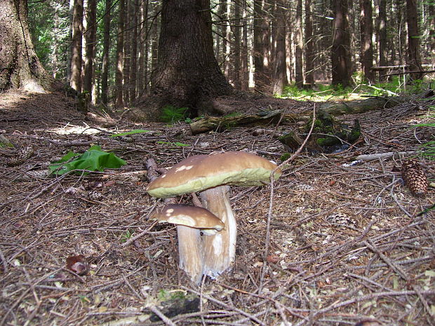 hríb sm Boletus edulis var. arenarius H. Engel, Krieglst. & Dermek 1983