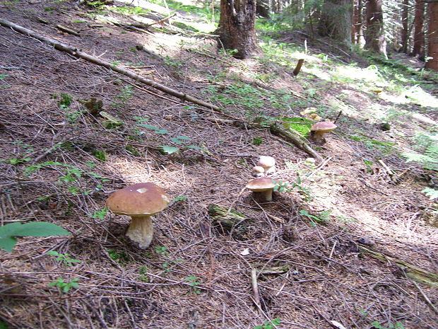 hríb sm Boletus edulis var. arenarius H. Engel, Krieglst. & Dermek 1983