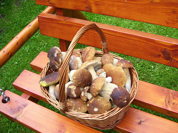 hríb smrekový Boletus edulis Bull.