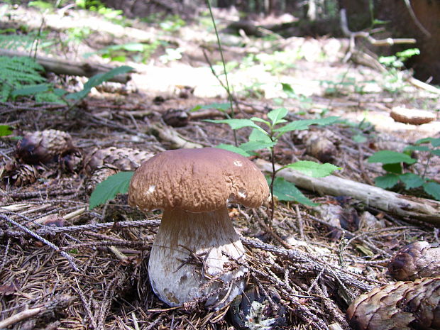 hríb smrekový Boletus edulis Bull.