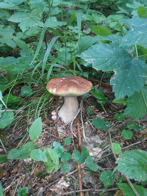 hríb smrekový Boletus edulis Bull.