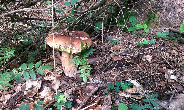 hríb smrekový Boletus edulis Bull.