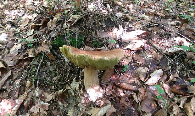 hríb smrekový Boletus edulis Bull.