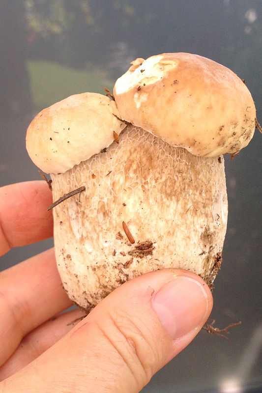 hríb smrekový Boletus edulis Bull.