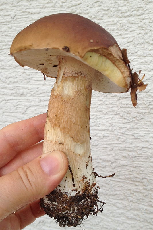 hríb smrekový Boletus edulis Bull.