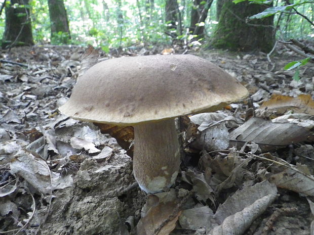 hríb dubový Boletus reticulatus Schaeff.