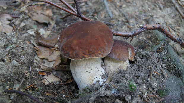 hríb dubový Boletus reticulatus Schaeff.