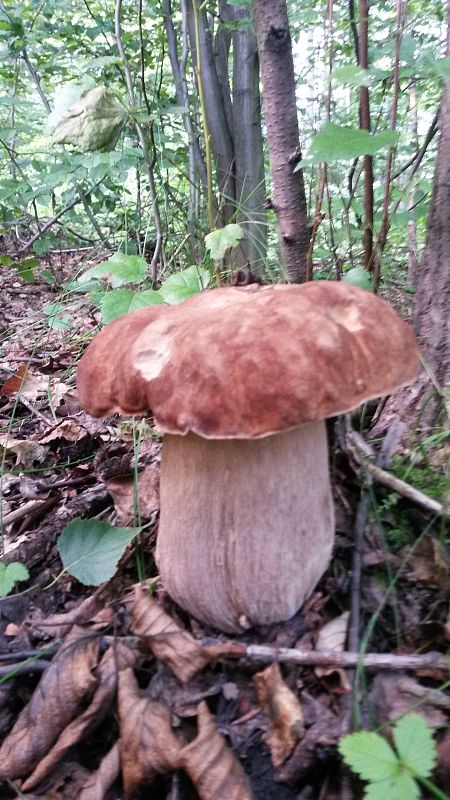 hríb dubový Boletus reticulatus Schaeff.