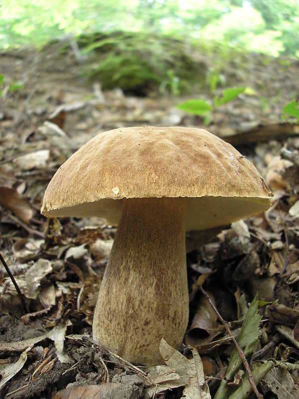 hríb dubový Boletus reticulatus Schaeff.