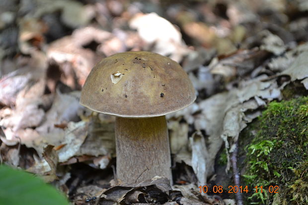 hríb dubový Boletus reticulatus Schaeff.