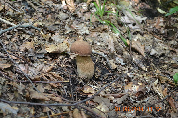 hríb Boletus sp.