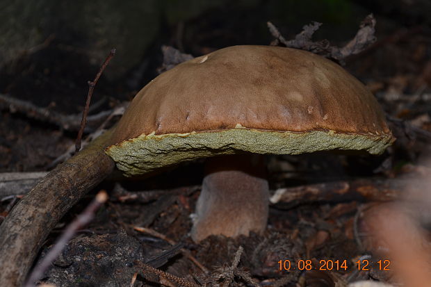 hríb Boletus sp.