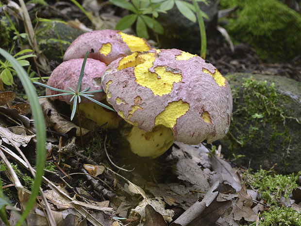 hríb kráľovský Butyriboletus regius (Krombh.) D. Arora & J.L. Frank