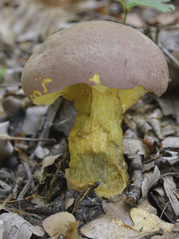 hríb sivoružový Butyriboletus roseogriseus (J. Šutara, M. Graca, M. Kolarík, V. Janda & M. Kríž) Vizzini & Gelardi