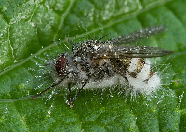 hmyzomorka mušia Entomophthora muscae (Cohn) Fresen.