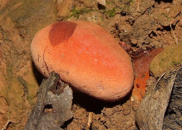 pečeňovec dubový Fistulina hepatica (Schaeff.) With.