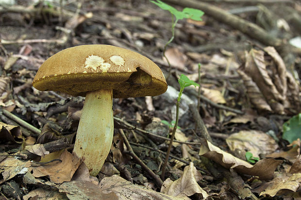 hríb jamkatý Hemileccinum depilatum (Redeuilh) Šutara