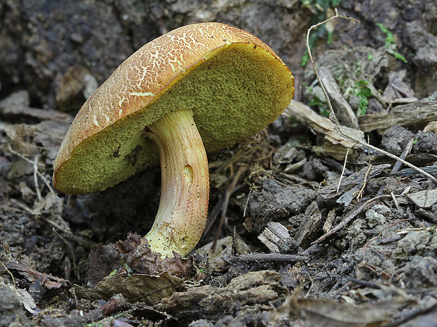 suchohríb Engelov Hortiboletus engelii (Hlaváček) Biketova & Wasser