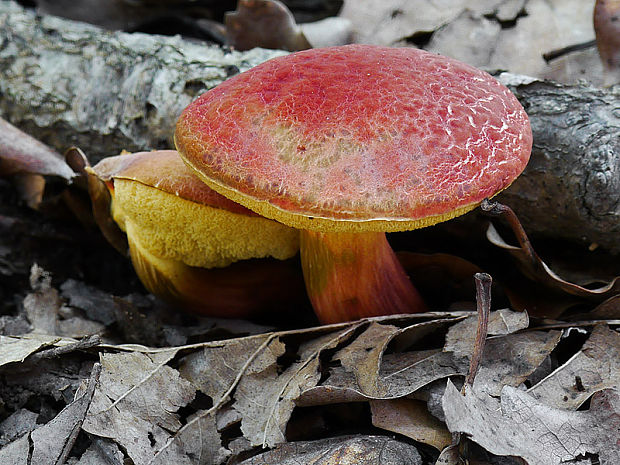 suchohríb karmínový Hortiboletus rubellus (Krombh.) Simonini, Vizzini & Gelardi