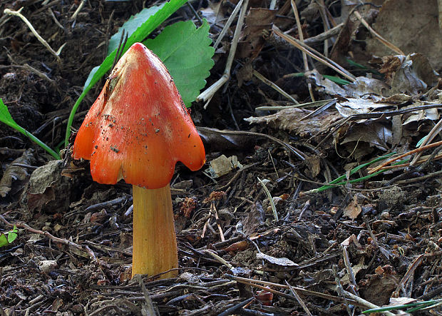 lúčnica kužeľovitá Hygrocybe conica (Schaeff.) P. Kumm.