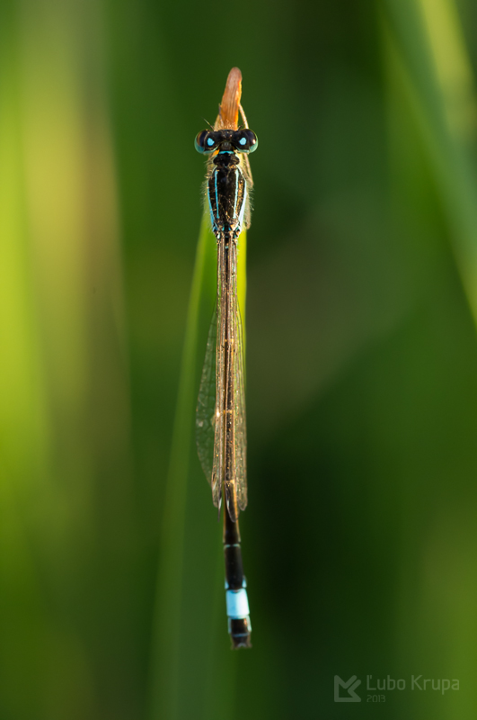 šidielko väčšie Ischnura elegans