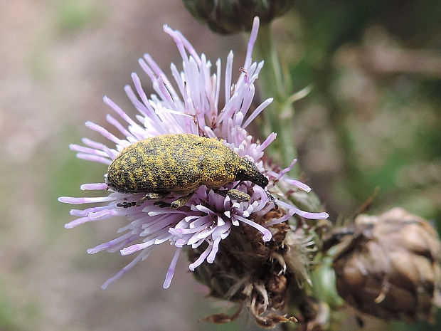 nosánik / nosatec Larinus turbinatus Gyllenhal, 1836