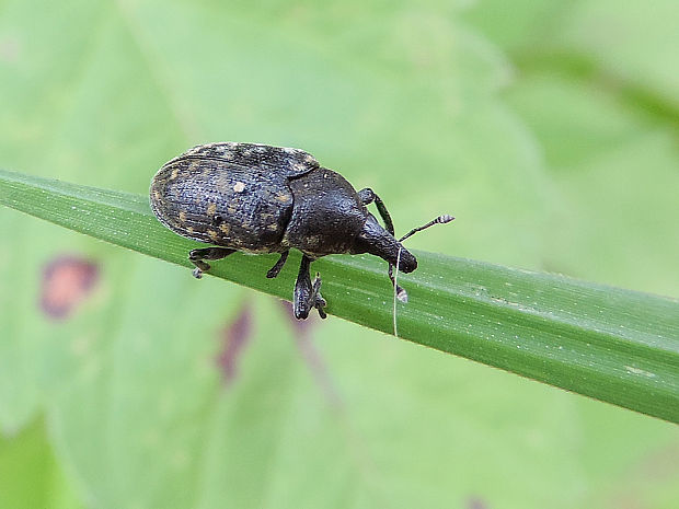 nosánik / nosatec Larinus turbinatus Gyllenhal, 1835