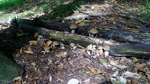 kozák hrabový Leccinum pseudoscabrum (Kallenb.) Šutara