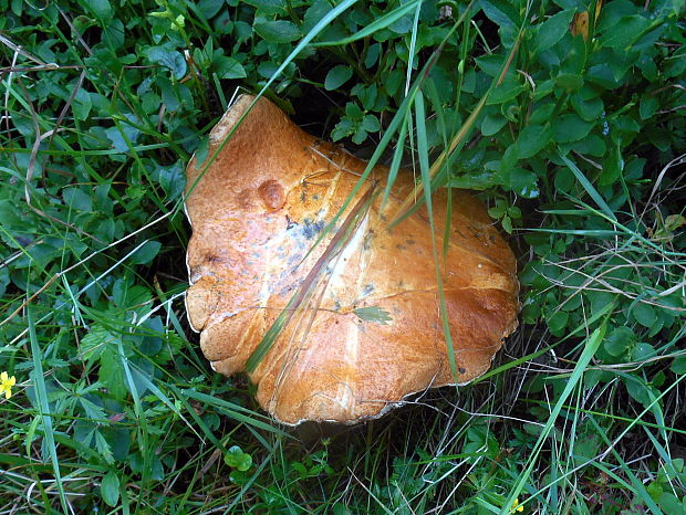 kozák Leccinum sp.