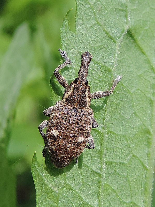 tvrdoň pobrežný / klikoroh Lepyrus palustris Scopoli, 1763