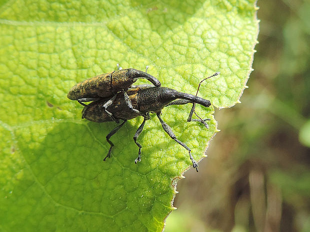 dlhánik / rýhonosec Lixus fasciculatus Boheman, 1836