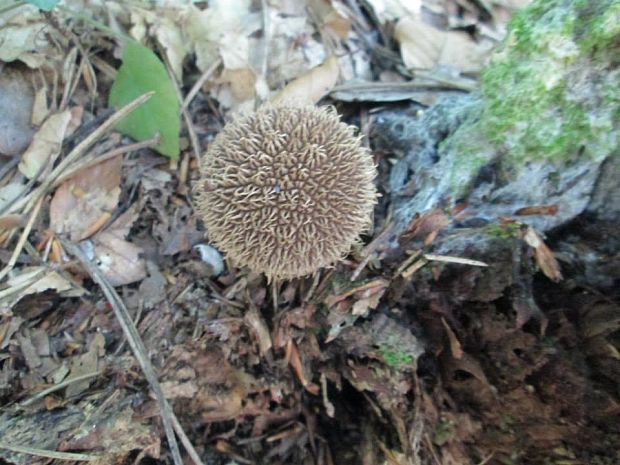 prášnica Lycoperdon sp.