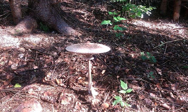 bedľa vysoká Macrolepiota procera (Scop.) Singer